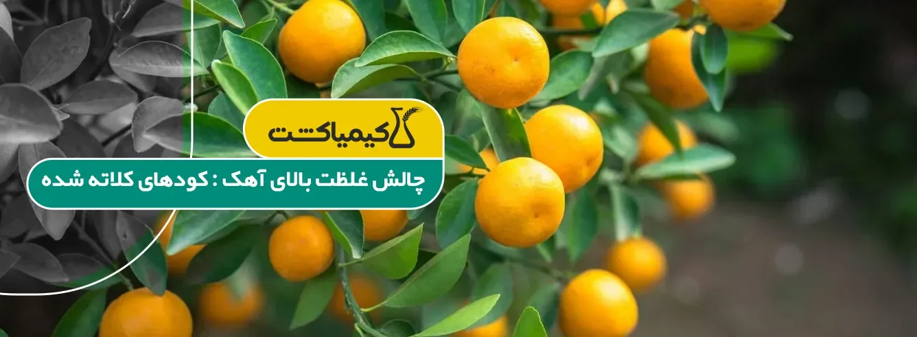 بهترین کود برای مرکبات جنوب