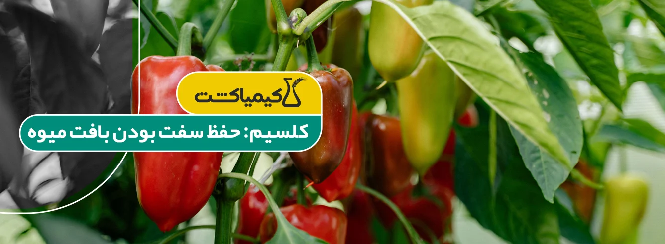 معرفی بهترین کود مناسب فلفل دلمهای