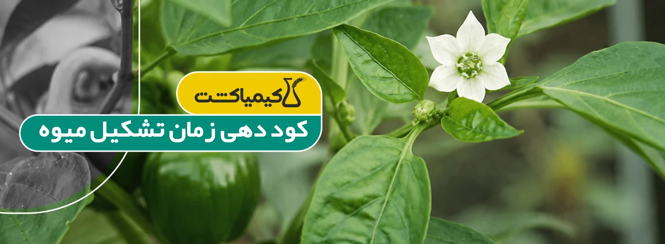 معرفی بهترین کود مناسب فلفل دلمهای