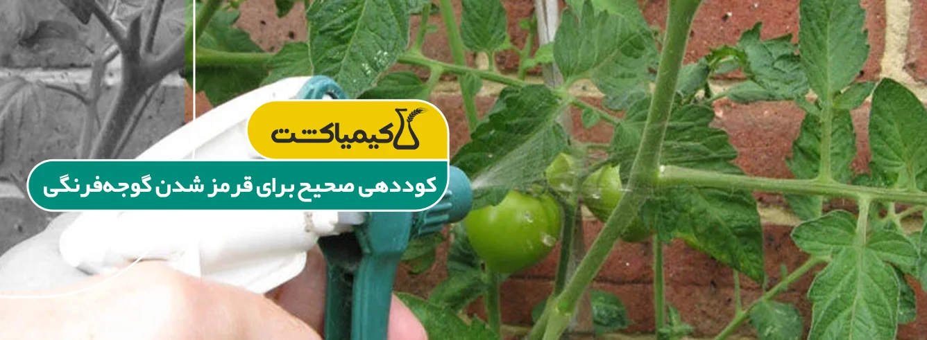 بهترین کود برای قرمز شدن گوجه فرنگی