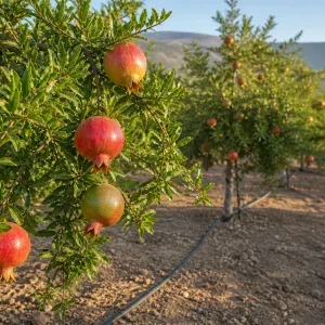 درختان انار بارده در باغ مجهز به آبیاری قطره‌ای