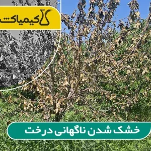 خشک شدن ناگهانی درخت